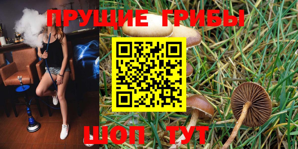 Галлюциногенные грибы Psilocybe Омск